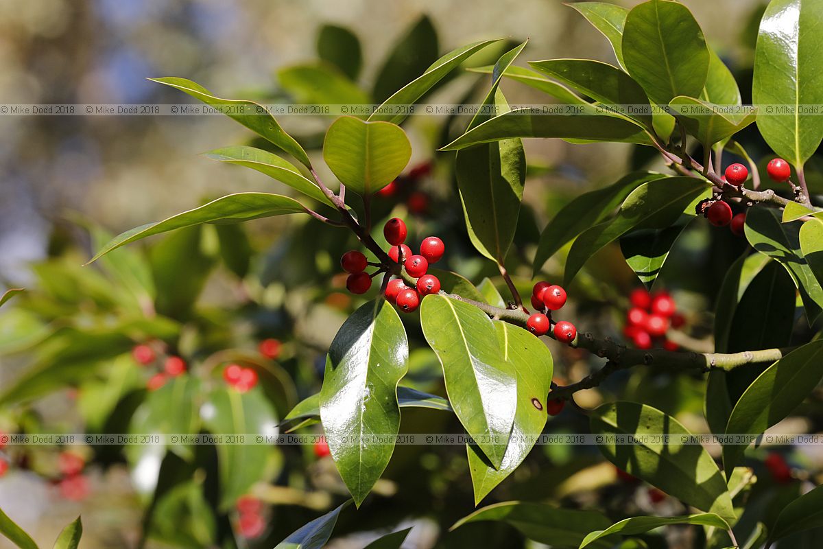 Ilex x altaclerensis 'Camelliifolia' Long-leaved holly