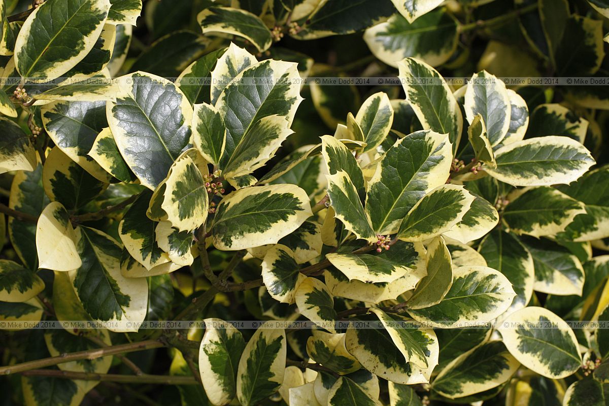 Ilex x altaclerensis 'Golden King'