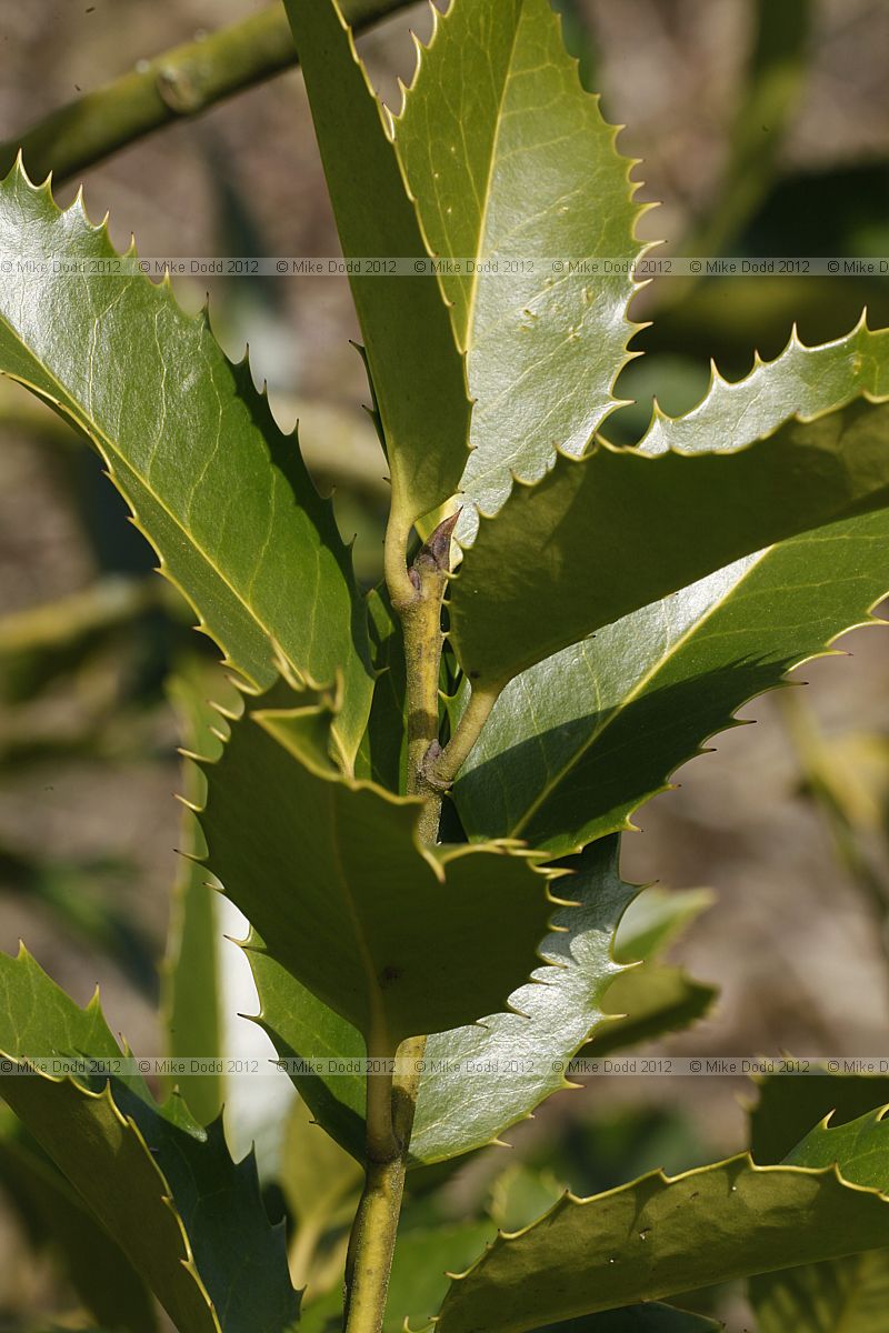 Ilex x koehneana Chestnut Leaf