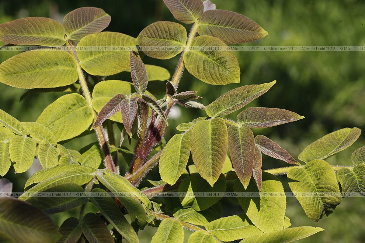 Juglans ailantifolia var cordiformis Japanese walnut var