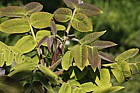 Juglans ailantifolia var cordiformis Japanese walnut var