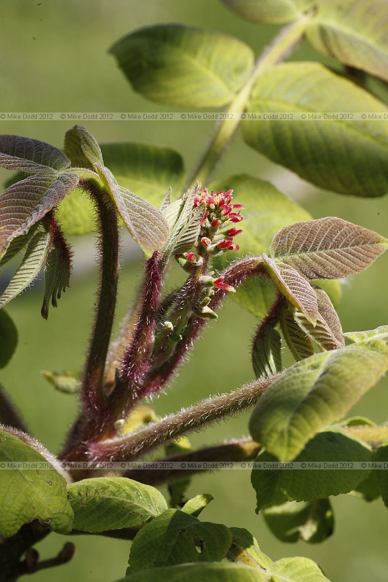 Juglans ailantifolia var cordiformis Japanese walnut var