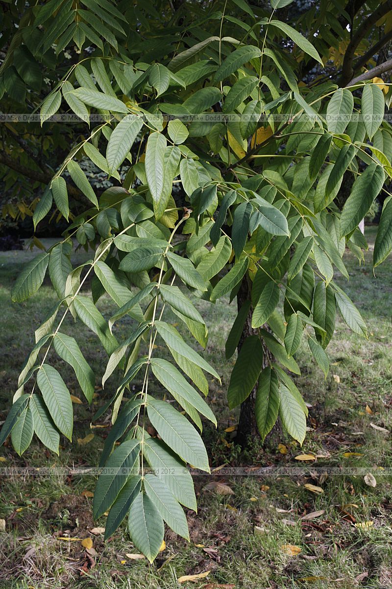 Juglans ailantifolia var cordiformis Heart-nut