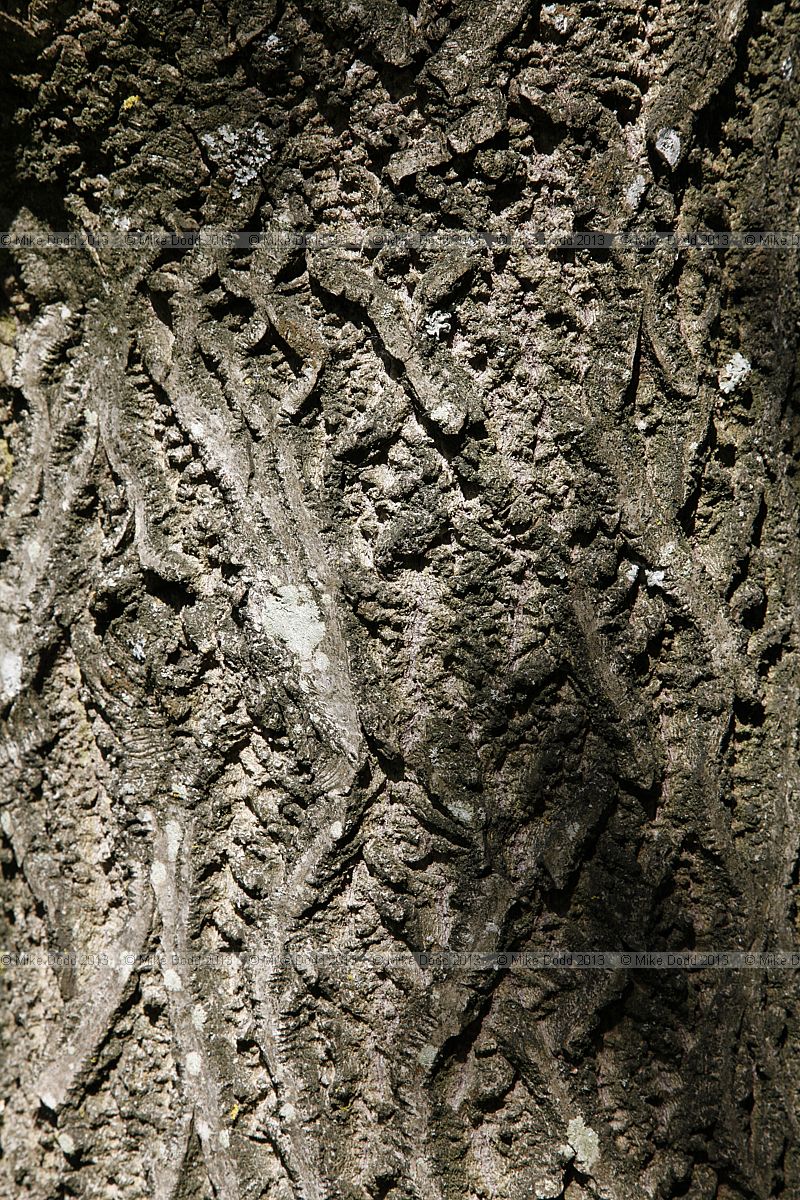 Juglans cinerea Butternut