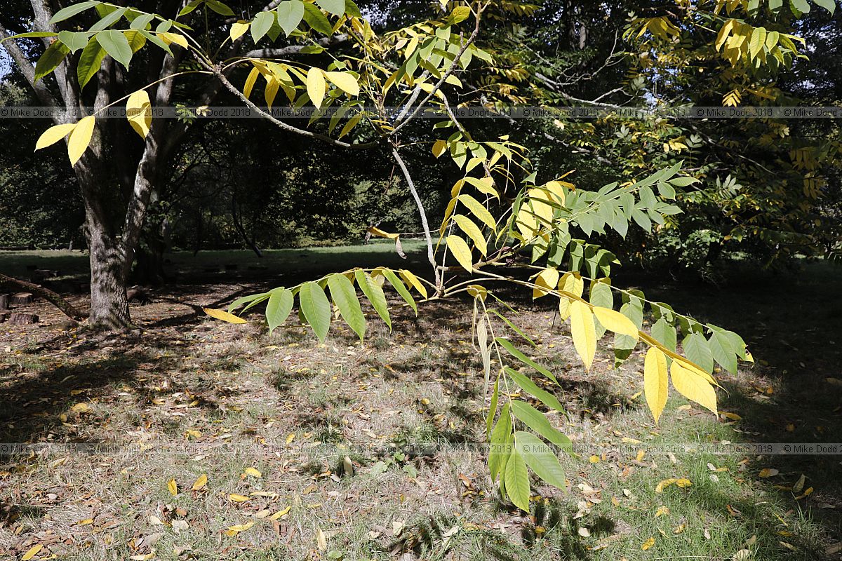 Juglans mandshurica Manchurian walnut