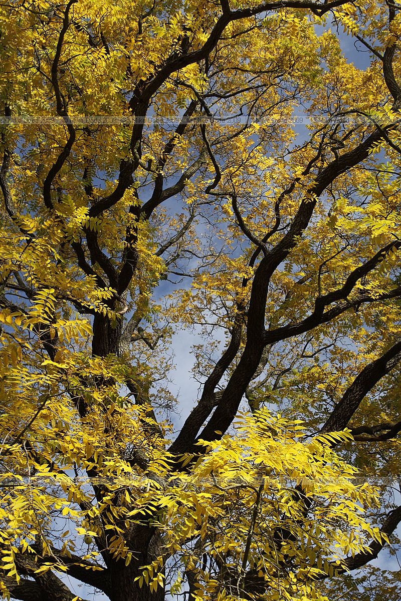Juglans nigra Black Walnut