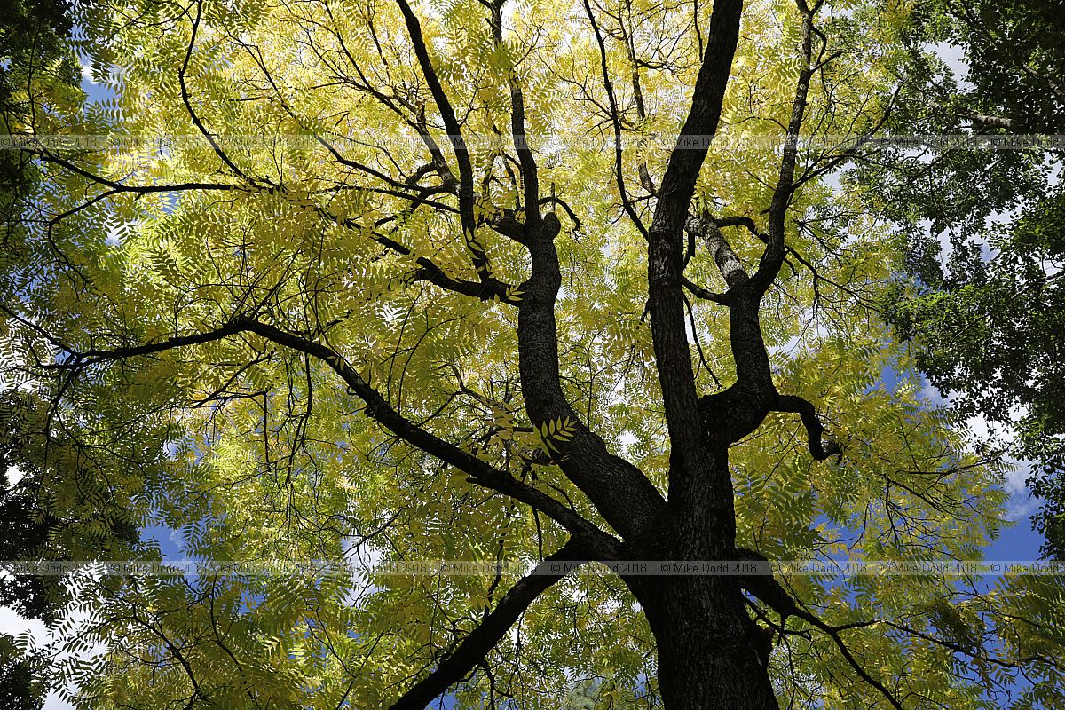 Juglans nigra Black walnut