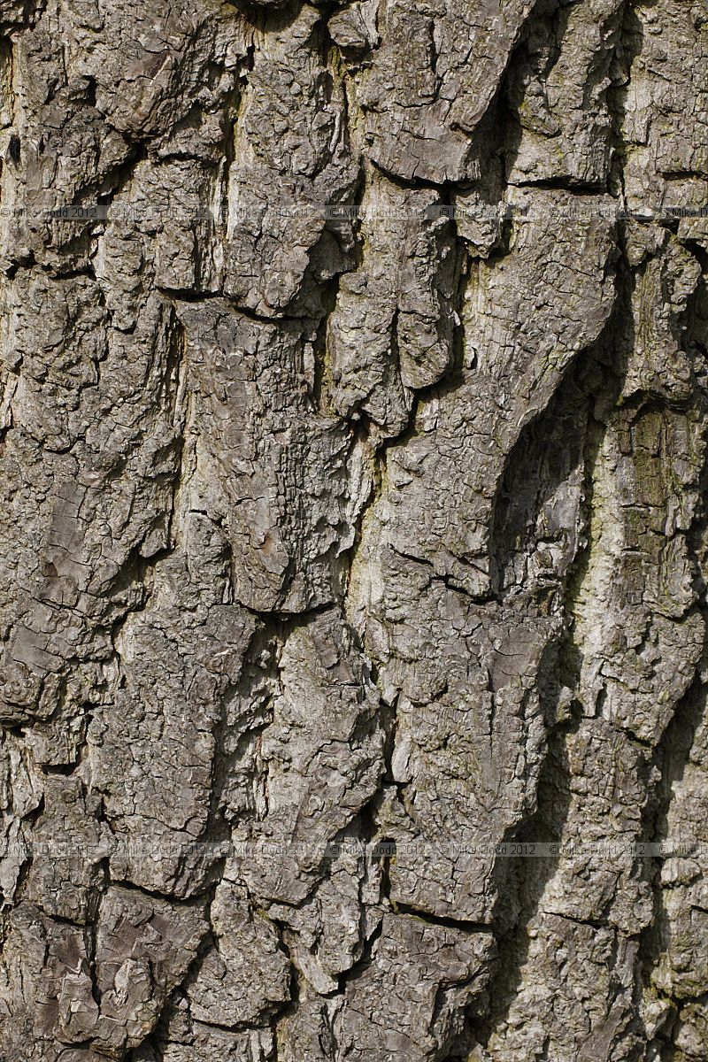 Juglans nigra Black Walnut