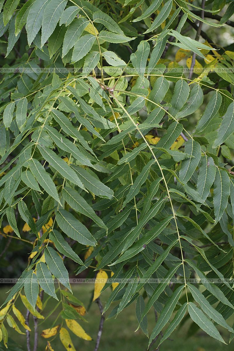 Juglans nigra Black Walnut