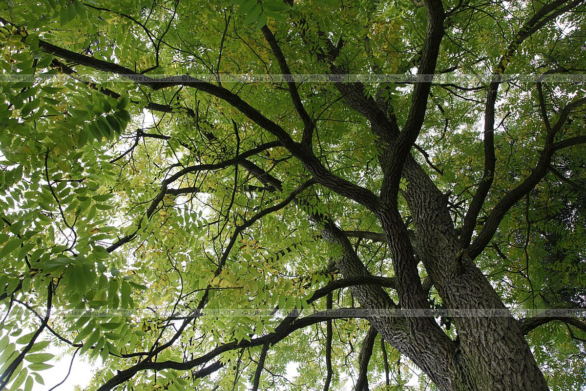 Juglans nigra Black Walnut