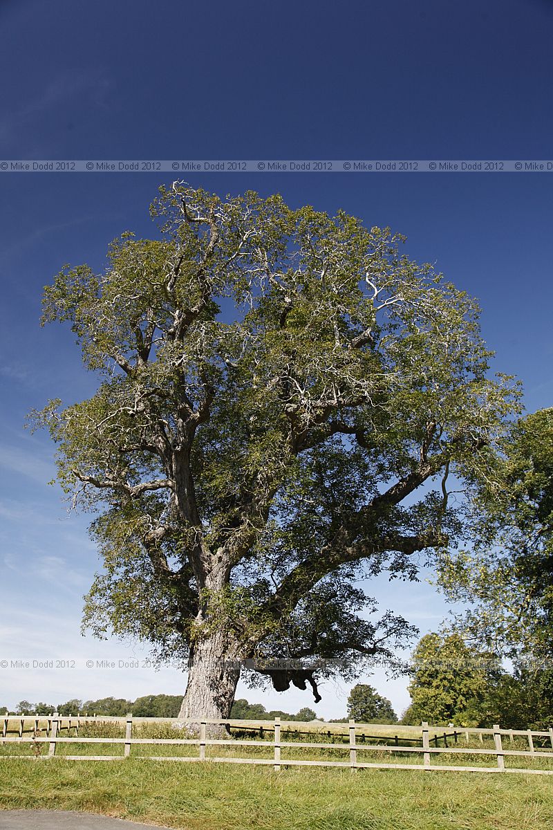 Juglans regia Common Walnut