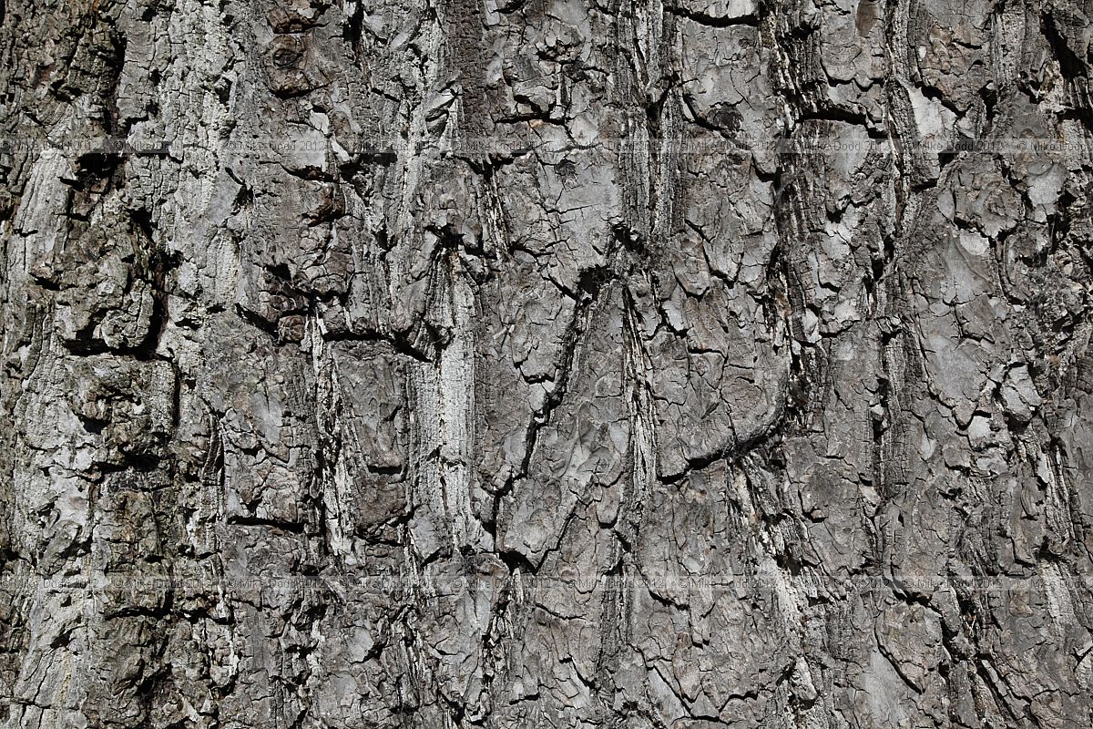 Juglans regia Common Walnut