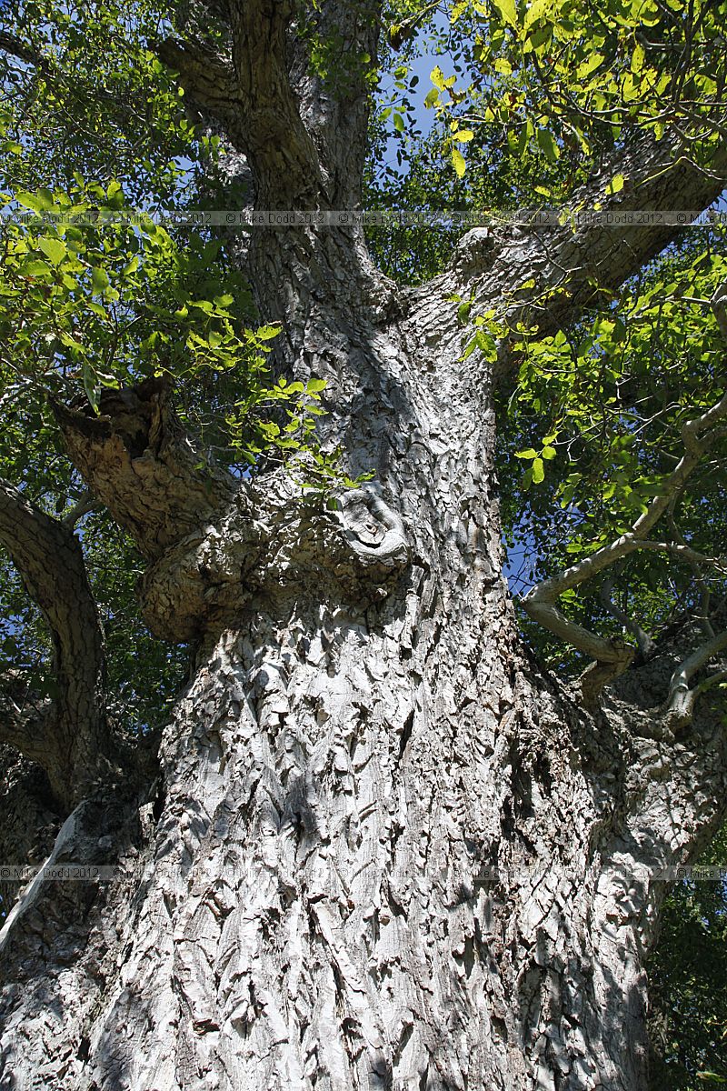 Juglans regia Common Walnut