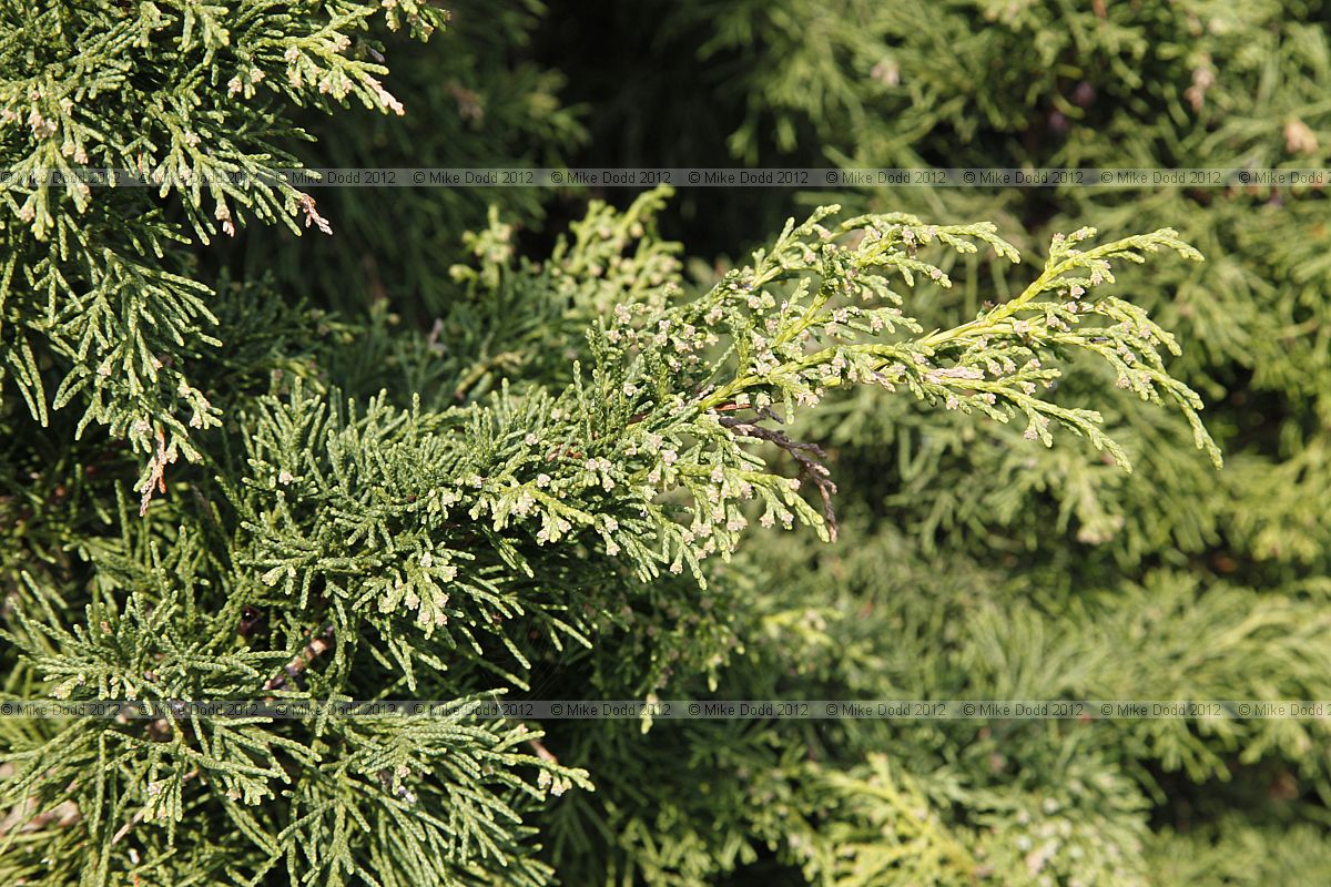 Juniperus chinensis