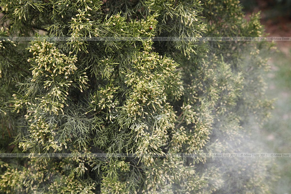 Juniperus chinensis 'Aurea' producing cloud of pollen