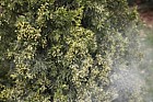 Juniperus chinensis 'Aurea' producing cloud of pollen