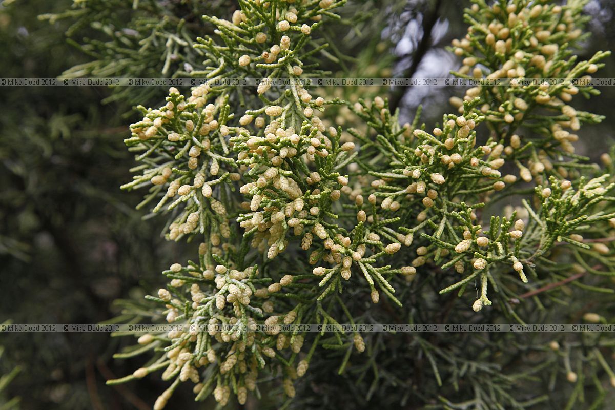 Juniperus chinensis 'Aurea'