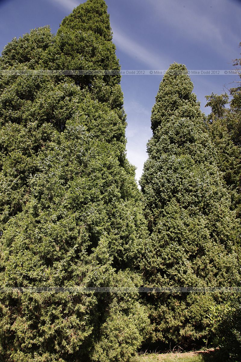 Juniperus chinensis 'Keteleerii' Chinese Juniper cv