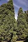 Juniperus chinensis 'Keteleerii' Chinese Juniper cv