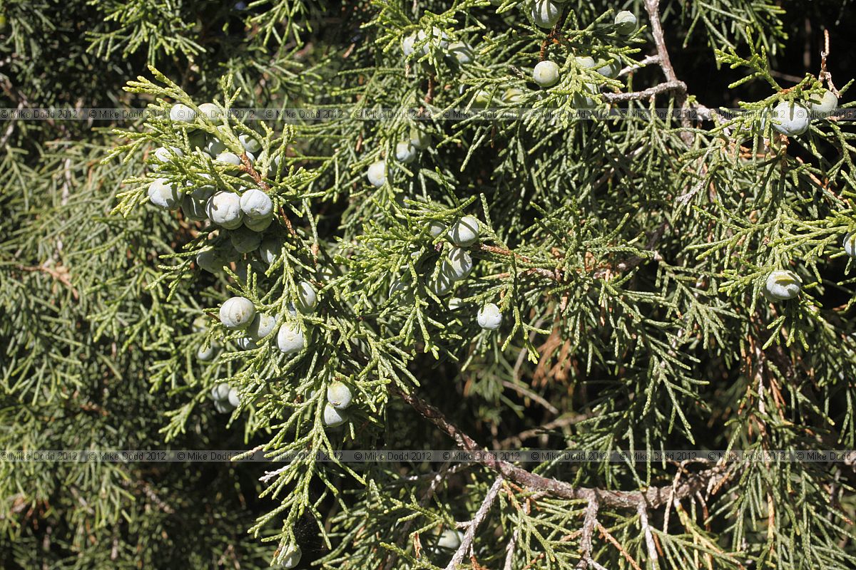 Juniperus chinensis 'Keteleerii' Chinese Juniper cv