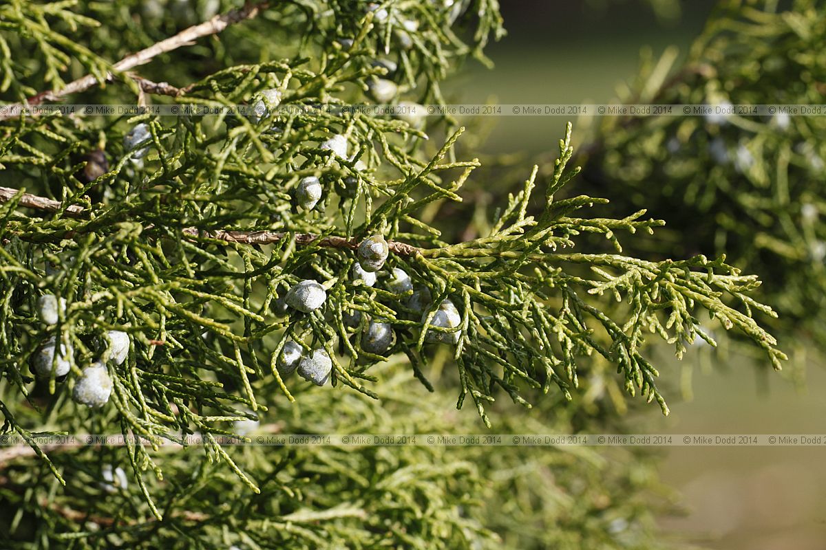 Juniperus chinensis 'Reevesiana'