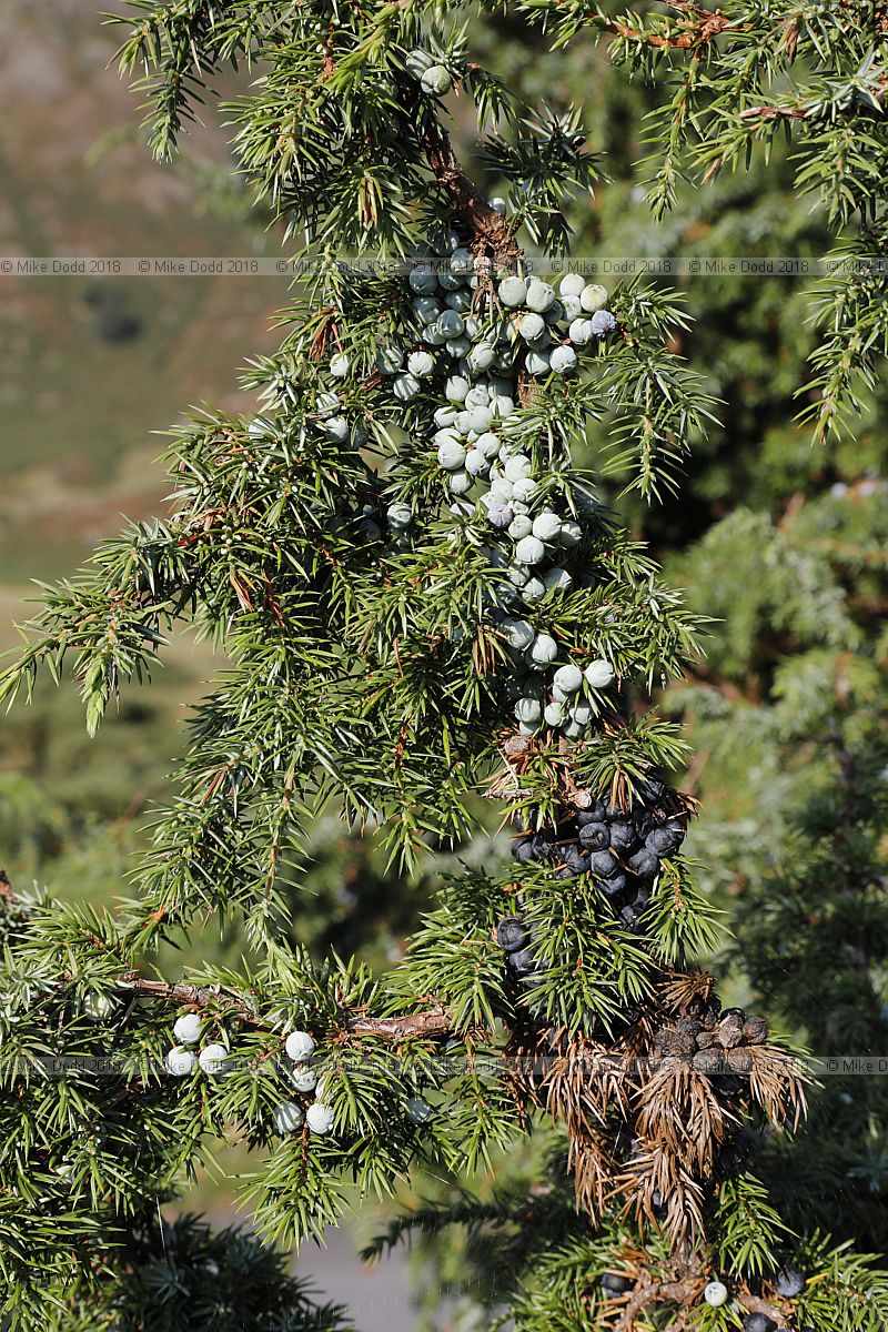 Juniperus communis Common juniper berries