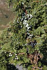 Juniperus communis Common juniper berries