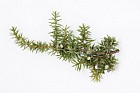 Juniperus communis ssp. communis Common juniper