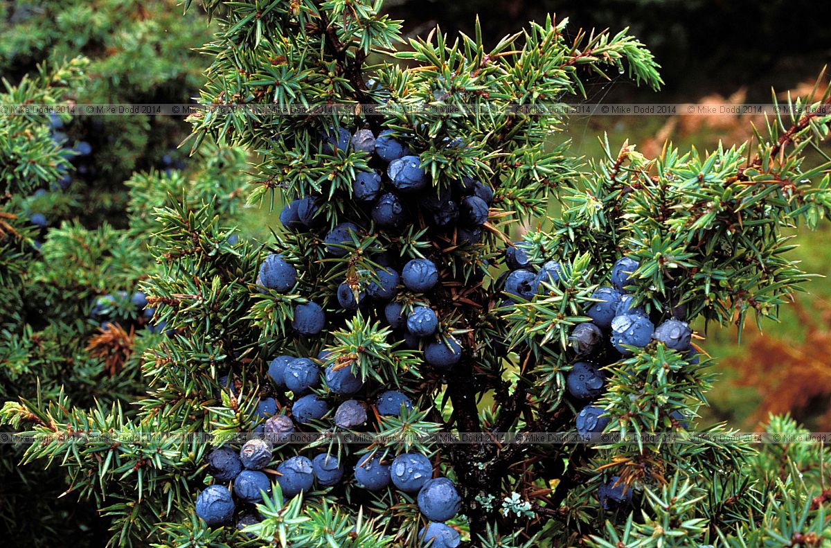 Juniperus communis Juniper