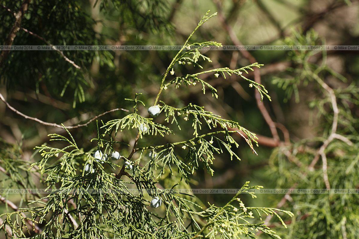 Juniperus flaccida var flaccida Mexican juniper