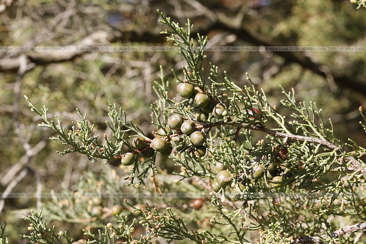Juniperus phoenicea Phoenicean juniper
