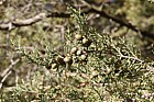 Juniperus phoenicea Phoenicean juniper