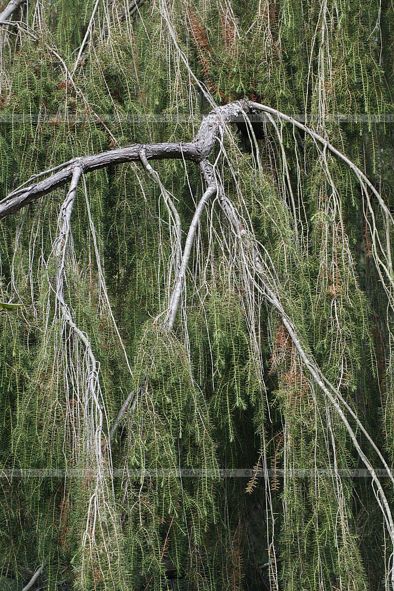 Juniperus rigida Temple Juniper