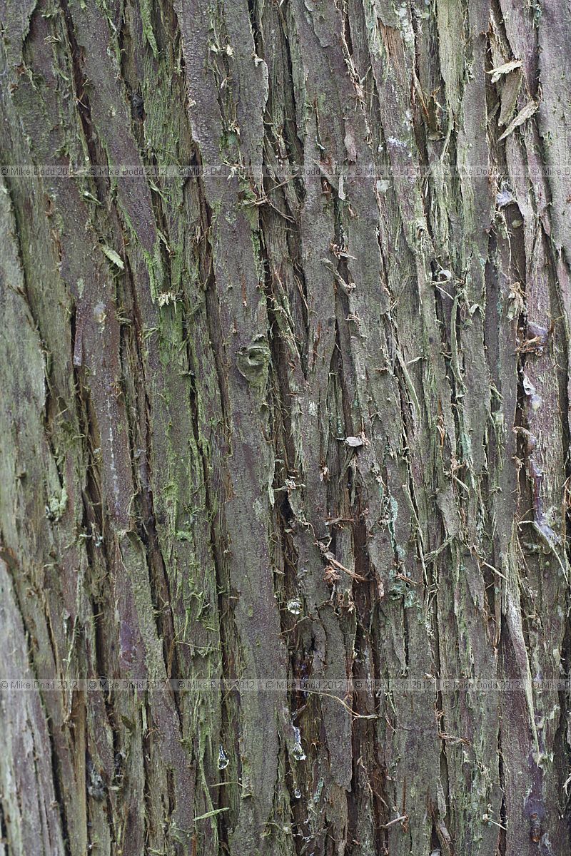 Juniperus rigida Temple Juniper