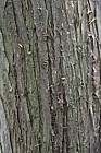Juniperus rigida Temple Juniper