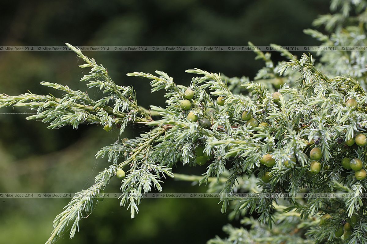 Juniperus squamata 'Chinese Silver' Chinese Silver Juniper