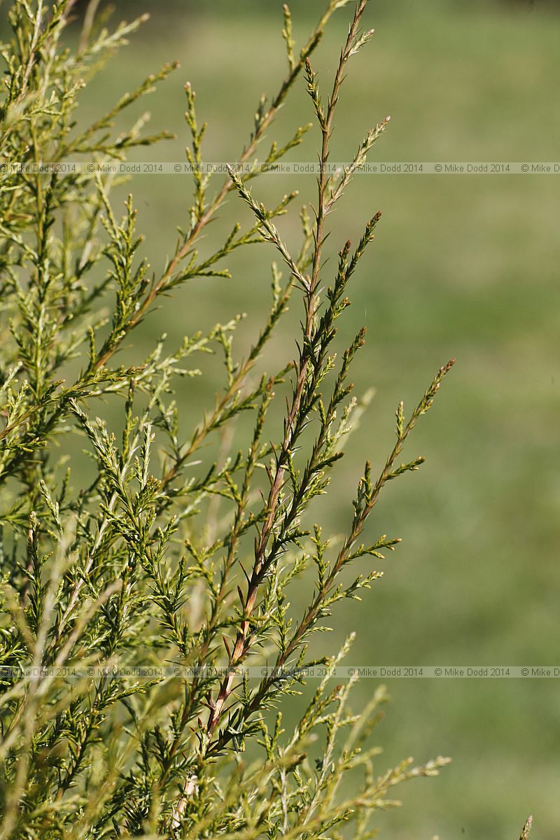 Juniperus virginiana var silicicola