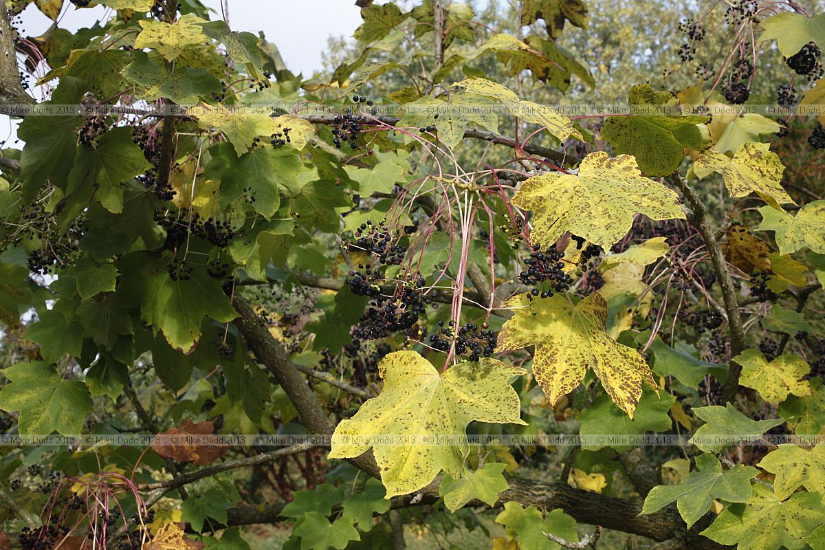 Kalopanax septemlobus Prickly castor oil tree