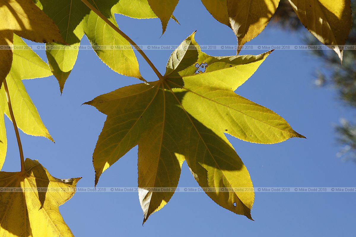 Kalopanax septemlobus Tree aralia