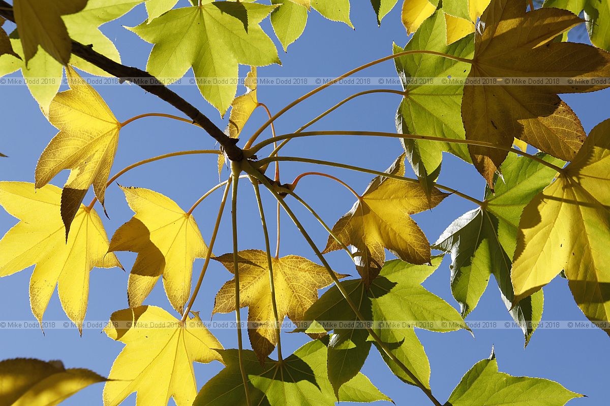Kalopanax septemlobus Tree aralia