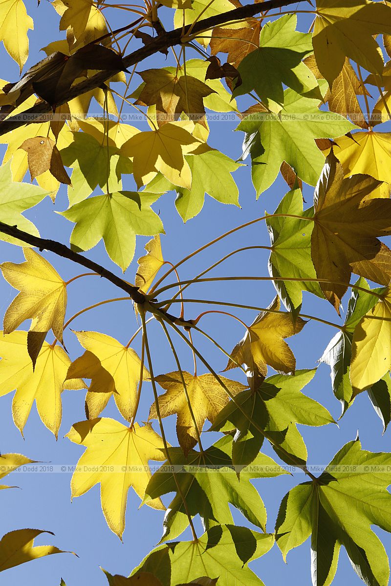 Kalopanax septemlobus Tree aralia