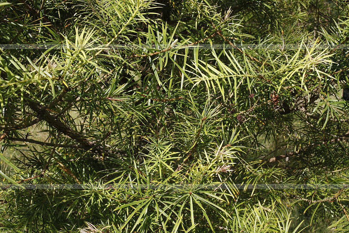 Keteleeria davidiana var davidiana