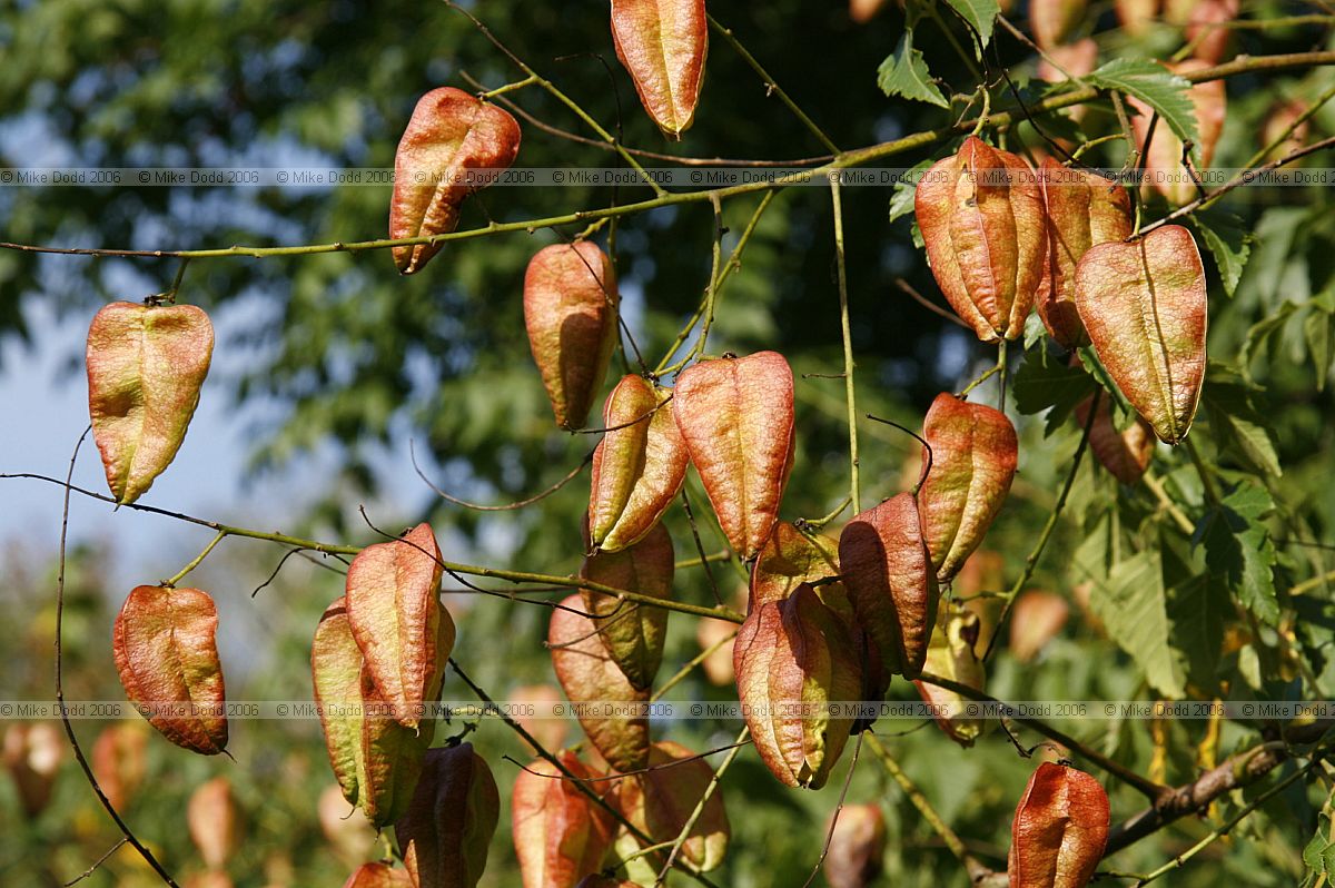 Koelreuteria paniculata Golden rain tree