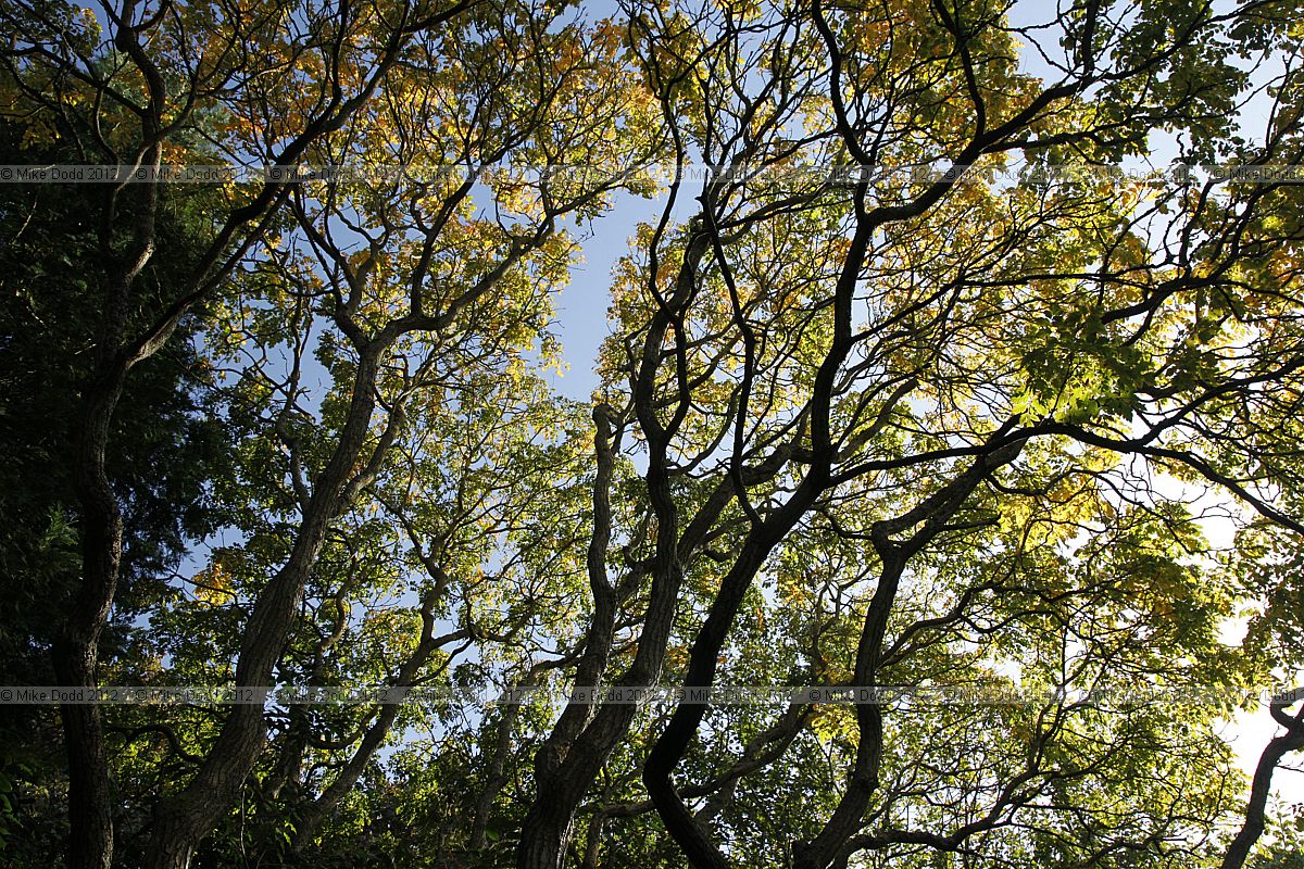 Koelreuteria paniculata Goldenrain Tree