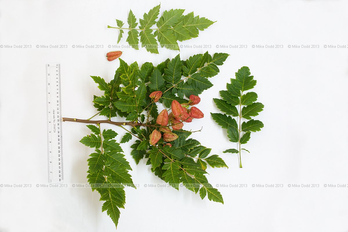 Koelreuteria paniculata Golden Rain Tree