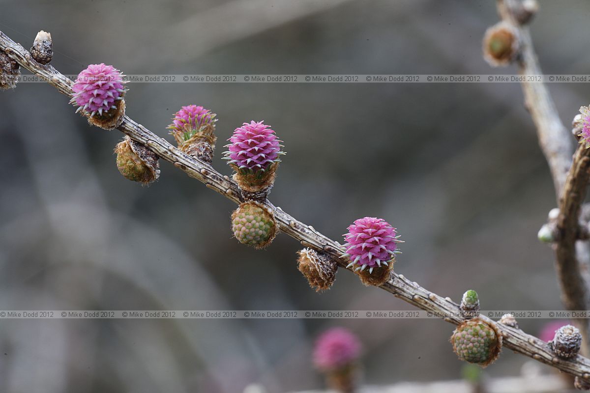 Larix decidua European Larch