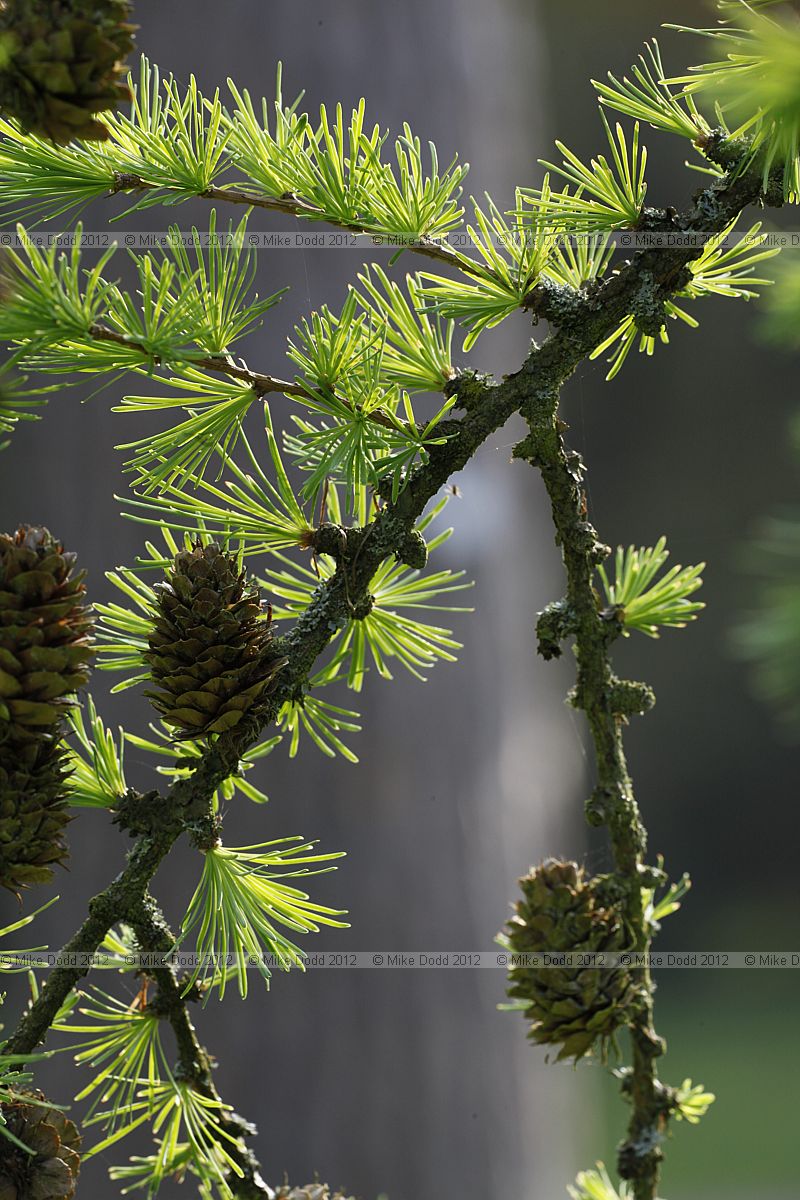 Larix gmelinii var olgensis