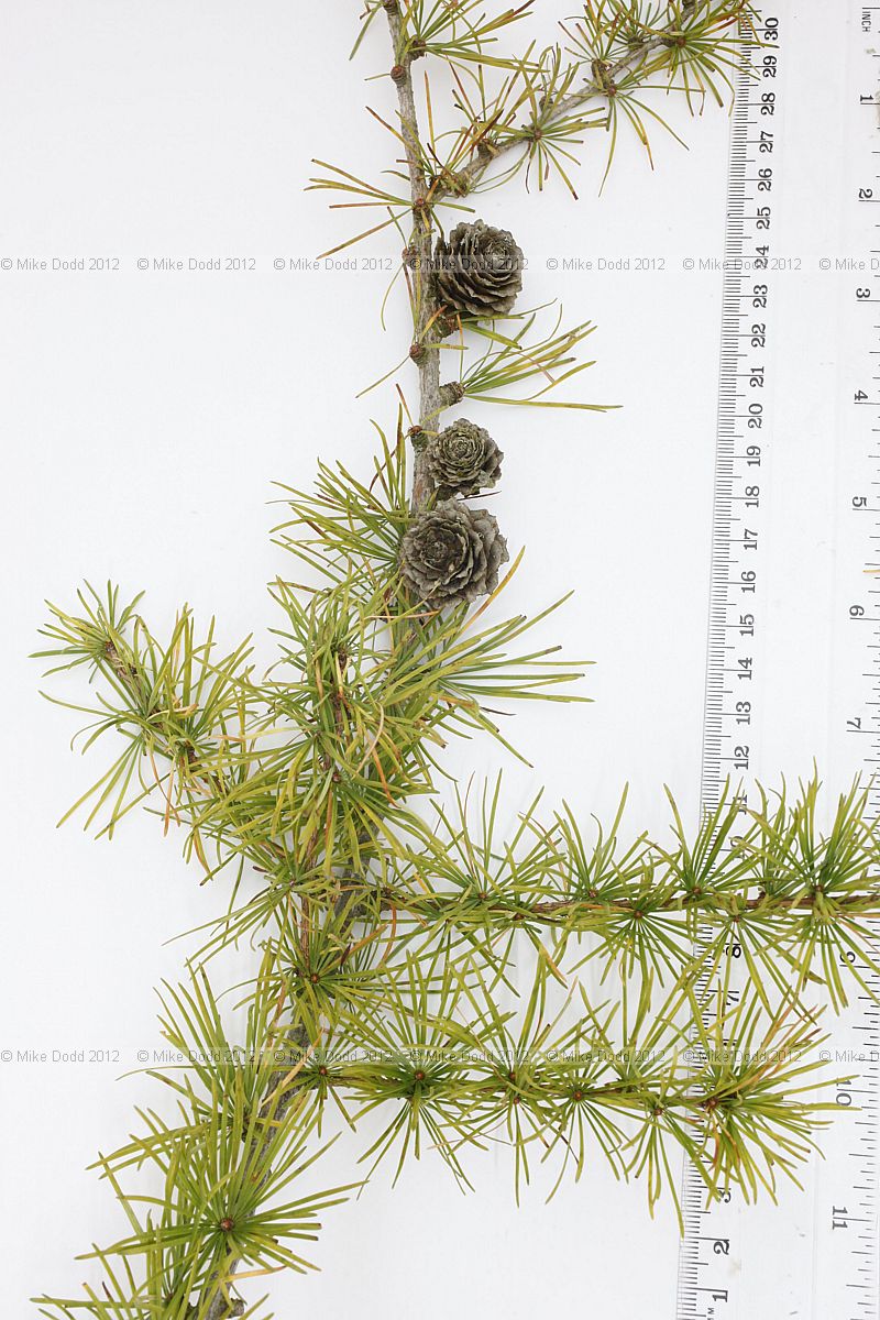 Larix kaempferi Japanese Larch