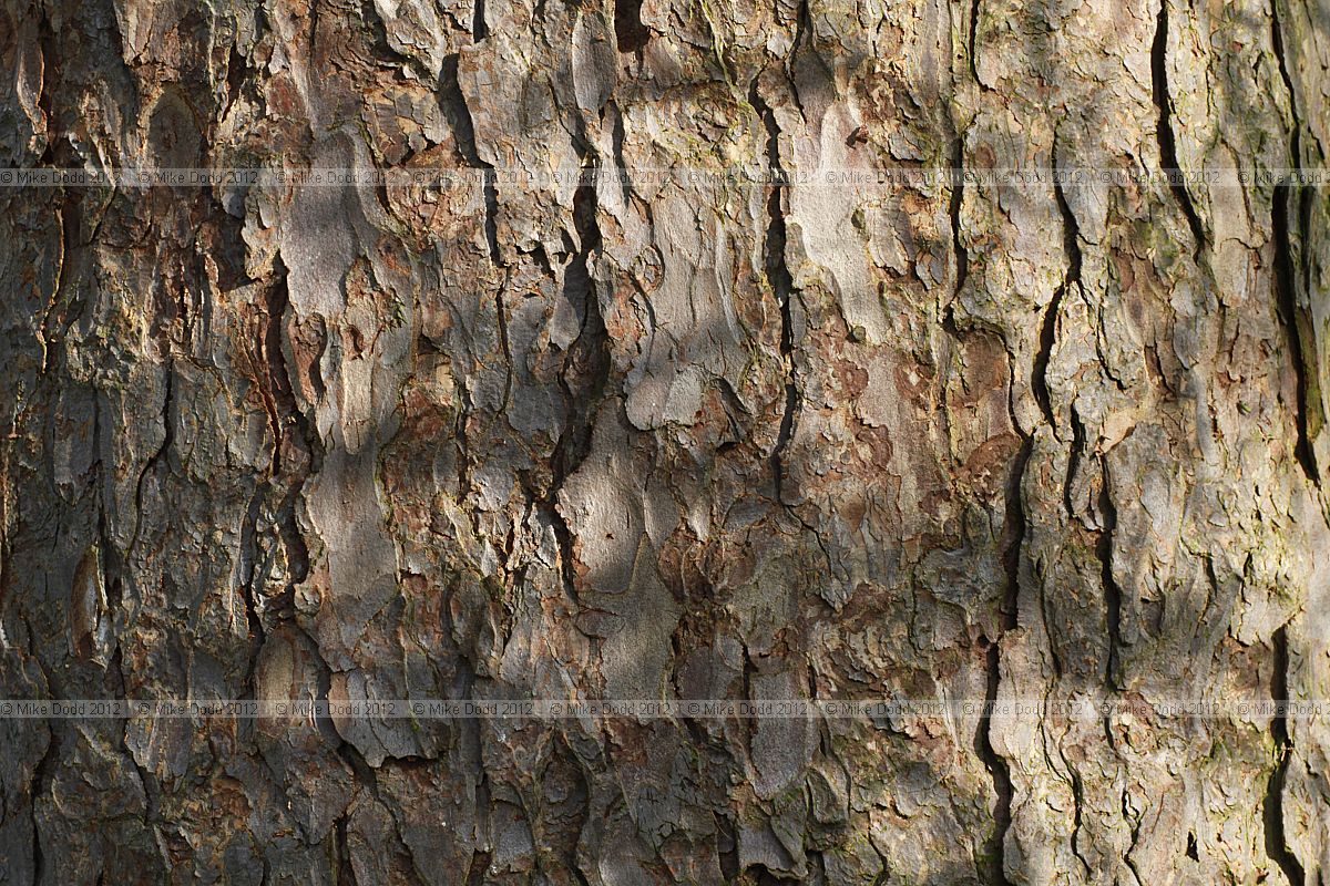 Larix kaempferi Japanese Larch