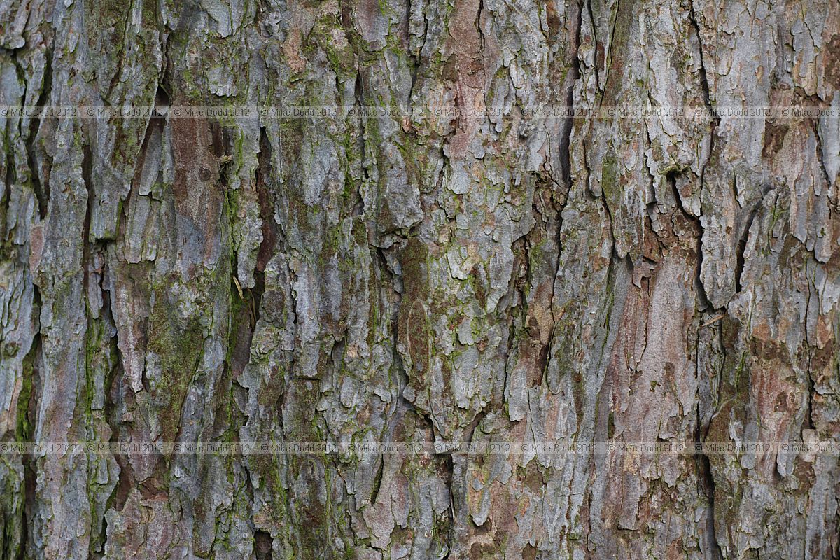 Larix x eurolepis Hybrid Larch